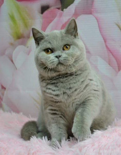 British Shorthair