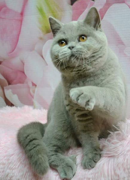 British Shorthair