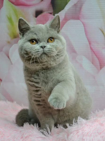 British Shorthair
