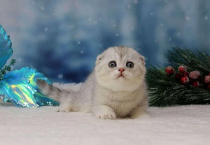 Scottish Fold