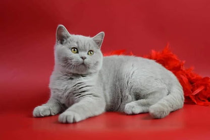 British Shorthair