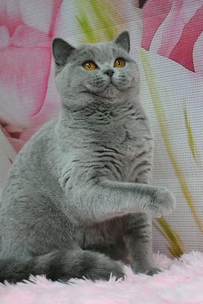 British Shorthair