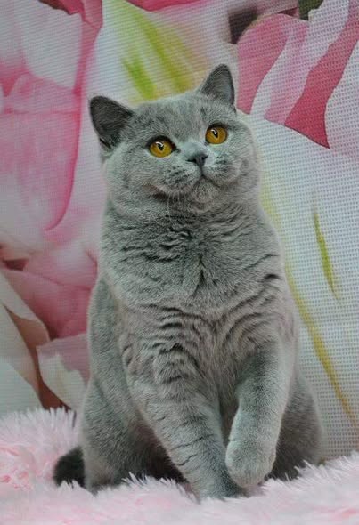 British Shorthair