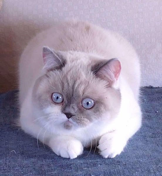 British Shorthair