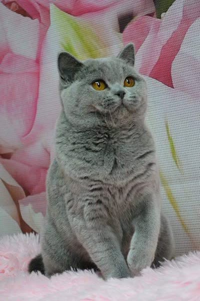 British Shorthair