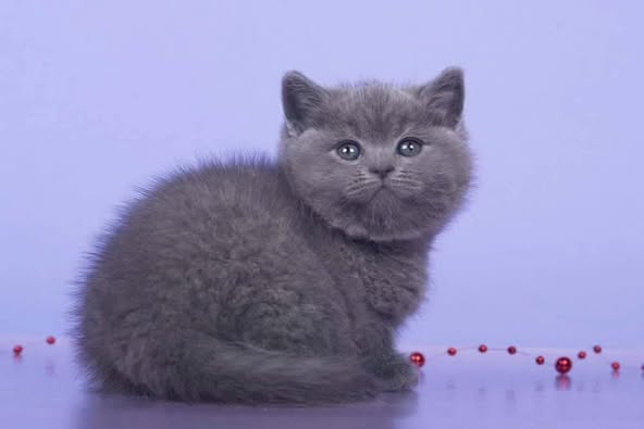 British Shorthair