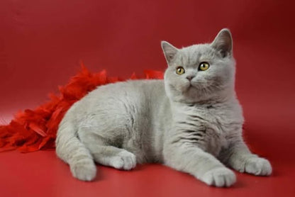 British Shorthair