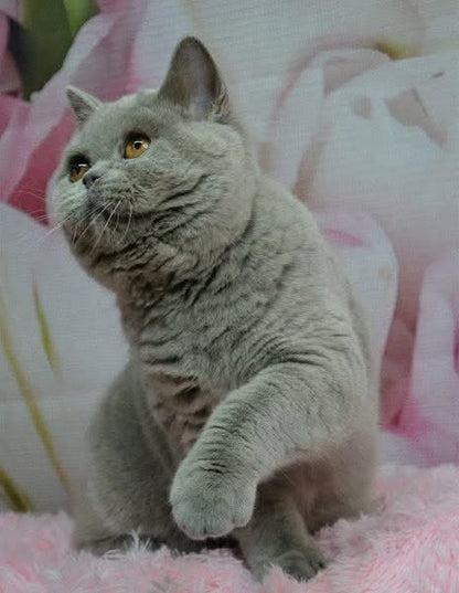British Shorthair
