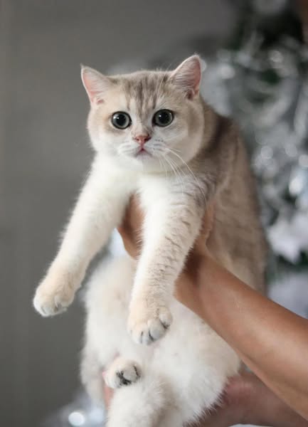 British Shorthair