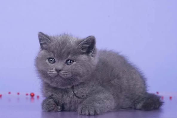 British Shorthair