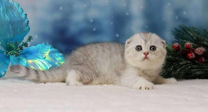 Scottish Fold