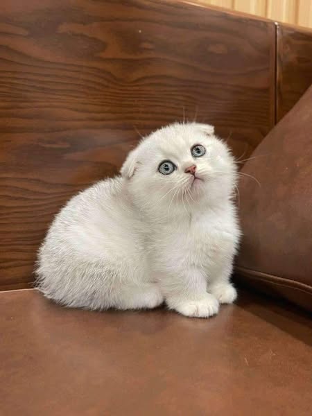 Munchkin Fold