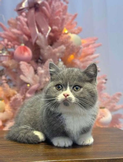 Munchkin