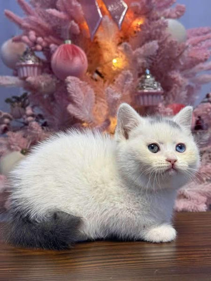 Munchkin