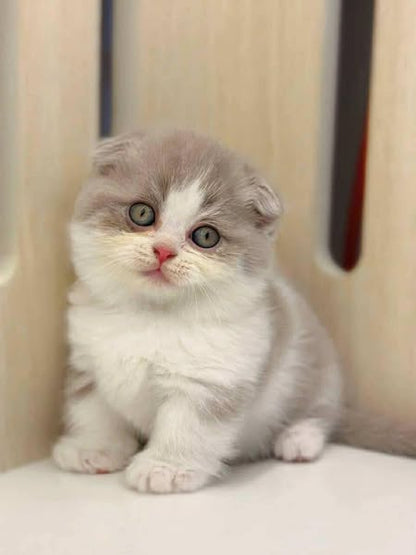 Munchkin Fold