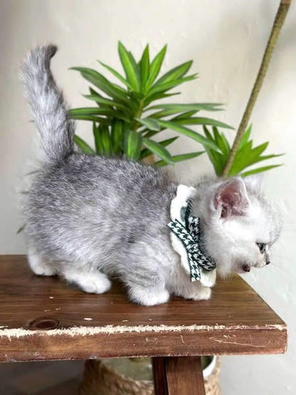 Munchkin