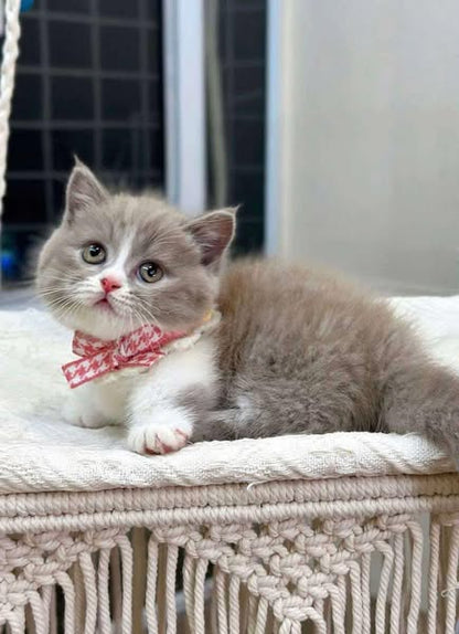 Munchkin