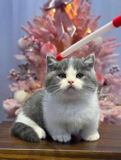 Munchkin