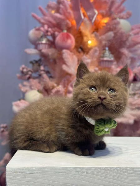 Munchkin