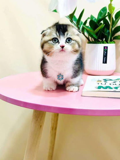 Munchkin Fold