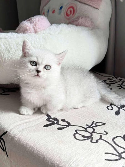 Munchkin