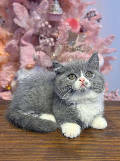 Munchkin