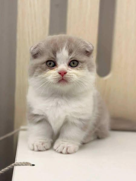 Munchkin Fold