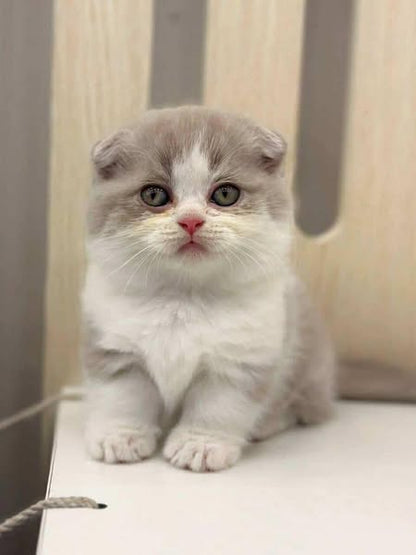 Munchkin Fold