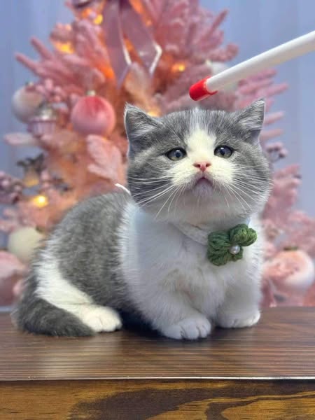 Munchkin