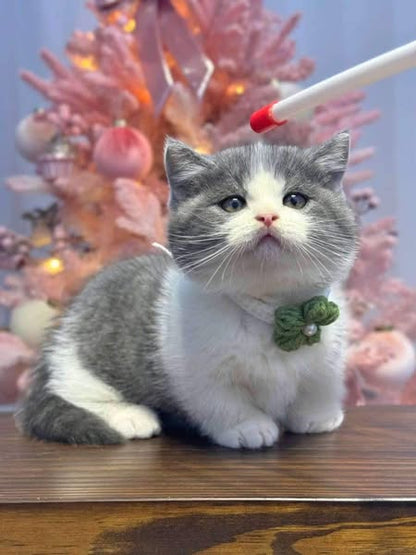 Munchkin