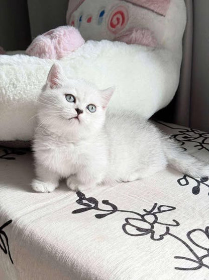Munchkin