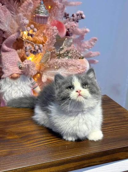 Munchkin