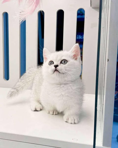 Munchkin