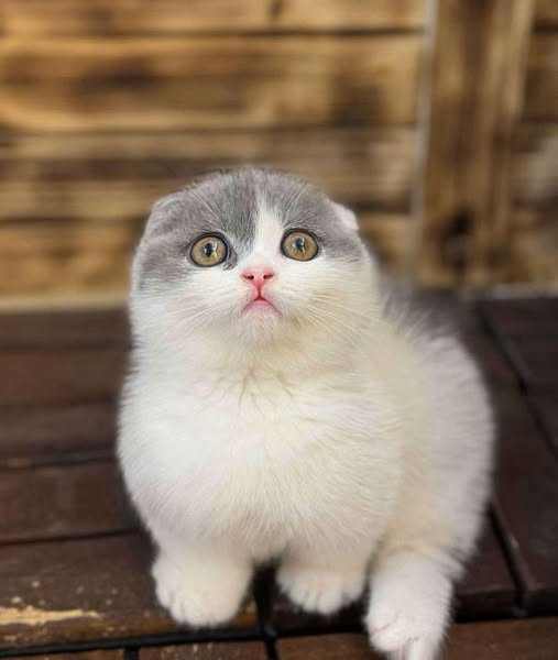 Munchkin Fold