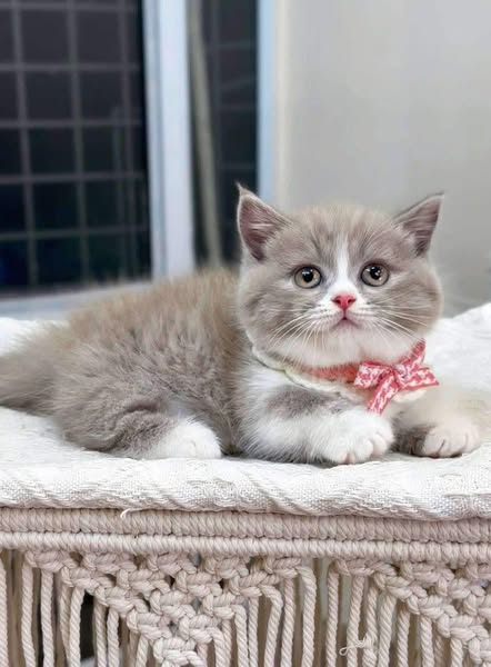 Munchkin