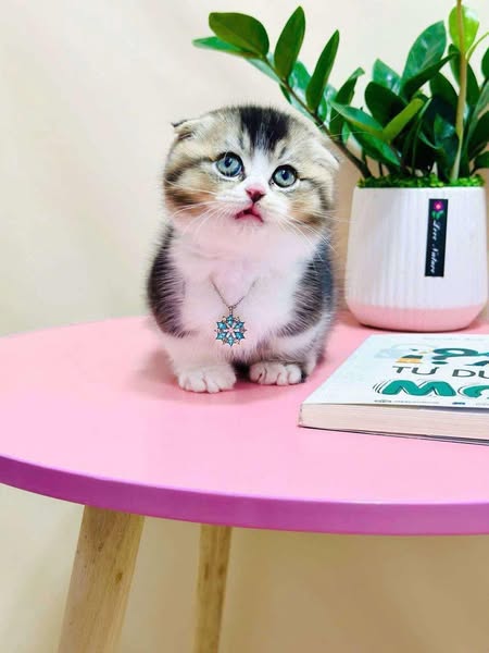 Munchkin Fold