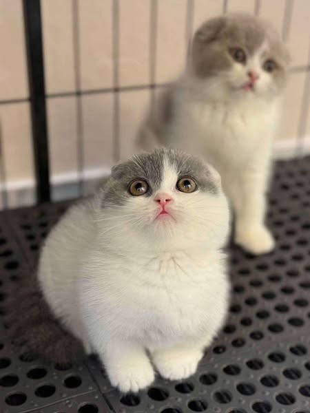 Munchkin Fold