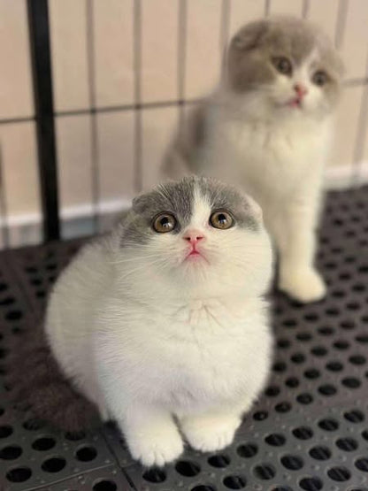 Munchkin Fold