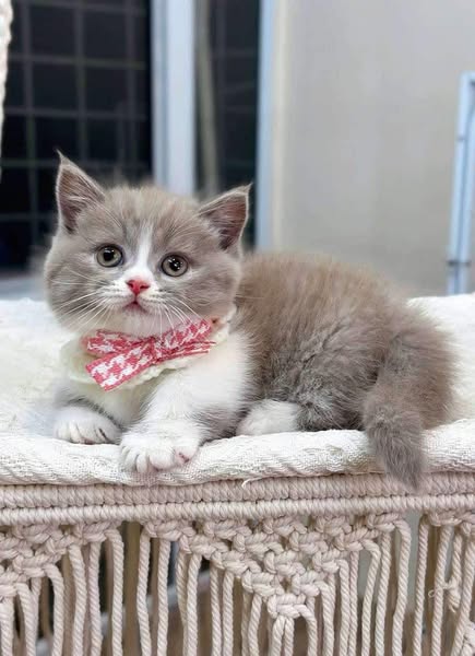 Munchkin