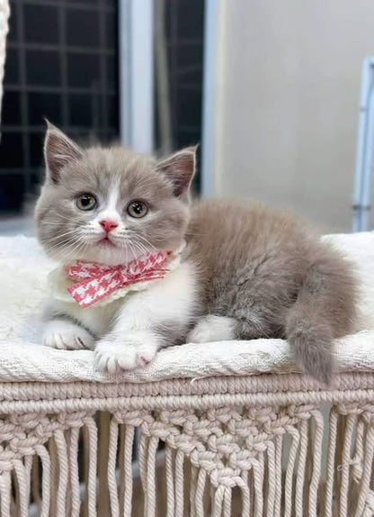 Munchkin