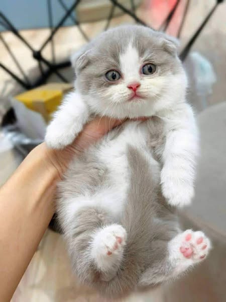 Munchkin Fold