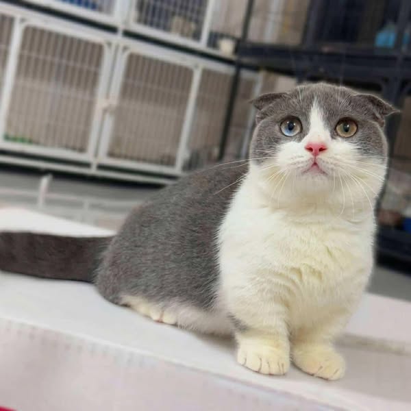 Munchkin Fold
