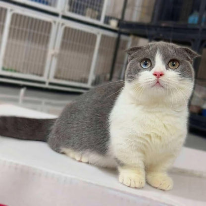 Munchkin Fold