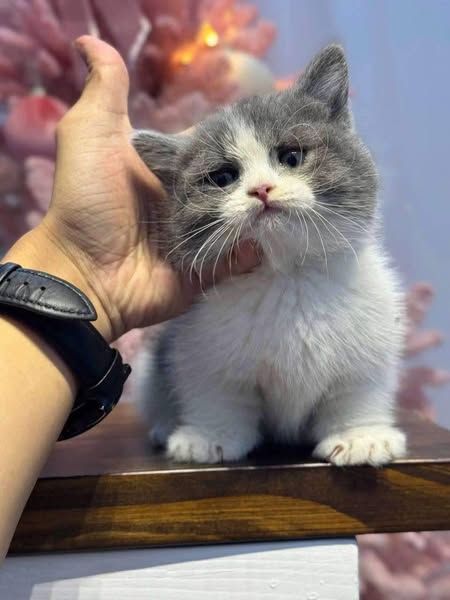 Munchkin
