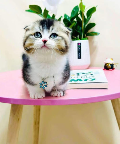 Munchkin Fold