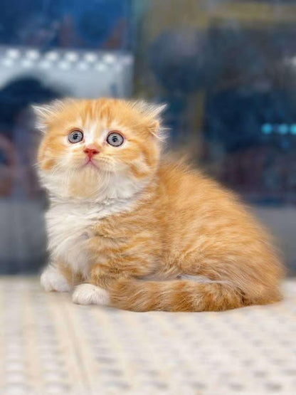 Munchkin Fold Longhair