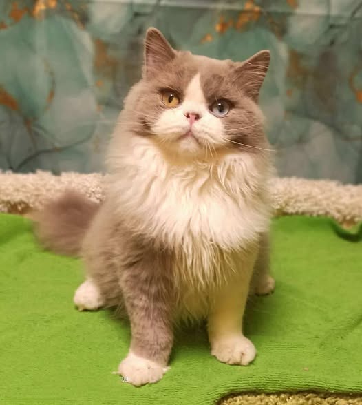 British Longhair