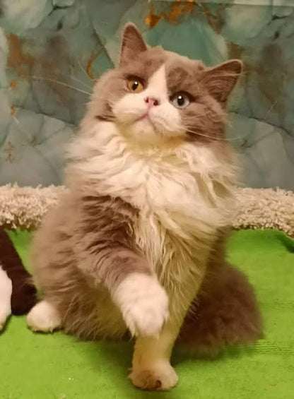 British Longhair