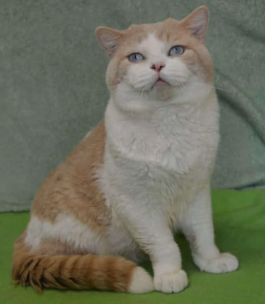British Shorthair