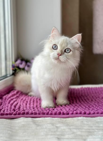 British Longhair